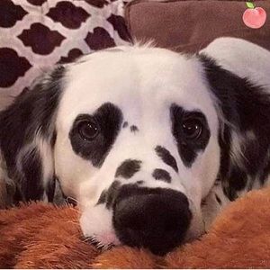 Meet your Posher, Daeseok